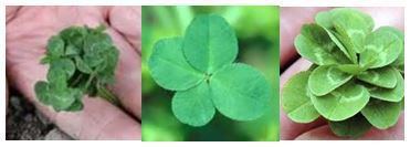 clover