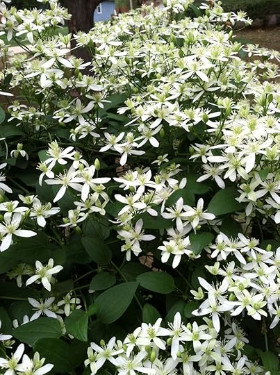 Whiteflowers