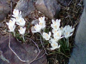 Crocus