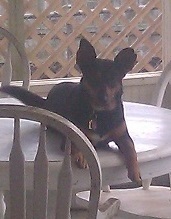 DO DOGS BELONG ON THE TABLE? (hint: no)