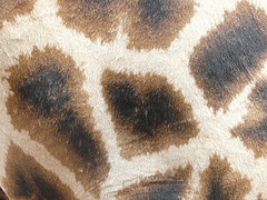 africa 3