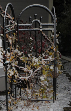 NovemberSnow