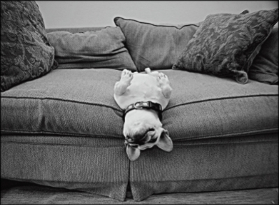  photo french-bulldog-puppy-dog-bulldog-Favimcom-474396_original_zpsd823bee9.jpg