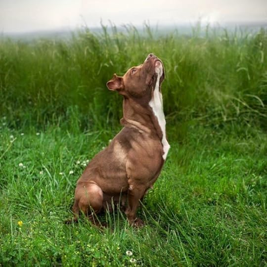 landfill-shelter-dogs-10