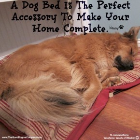 dogbedIMG 0418 290x290 Woofisms: Woofs of Wisdom© funny dog blog