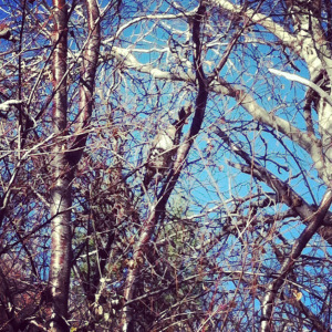 The ruff just before he exploded from the tree. 