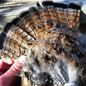 A red phased ruff is rare in Idaho. 