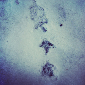 November grouse tracks. 