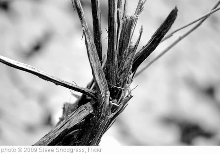 'Splintered' photo (c) 2009, Steve Snodgrass - license: http://creativecommons.org/licenses/by/2.0/