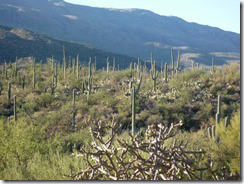 Tanque Verde Dude Ranch