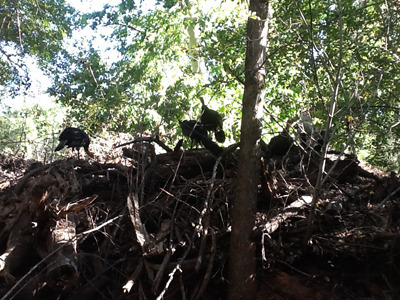 turkeys in the pile of wood Oak Creek has left us