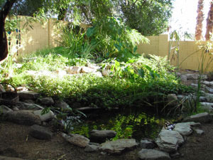the pond at our previous house