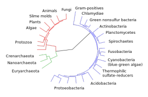 I am me CollapsedtreeLabels-simplified.svg