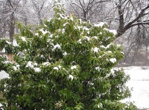 snow on the magnolia