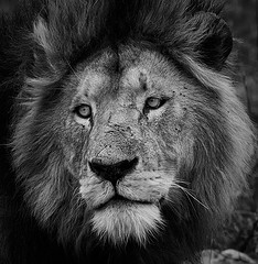 The Kings Portrait
