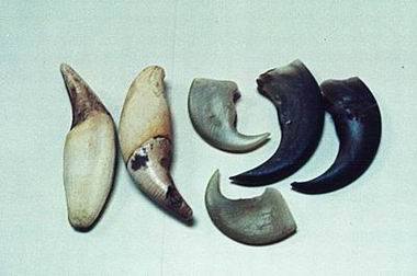 Tiger teeth and claws sold as amulets and charms to ward off evil spirits Photo: Wild Asia