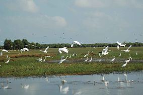 Egrets in Tràm Chim National Park, Vietnam Mekong Delta