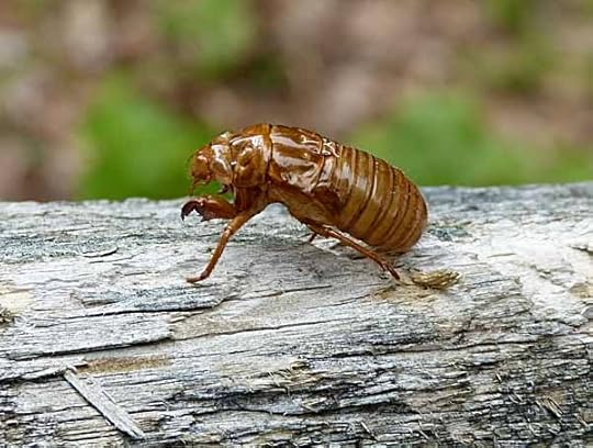 CicadaShell