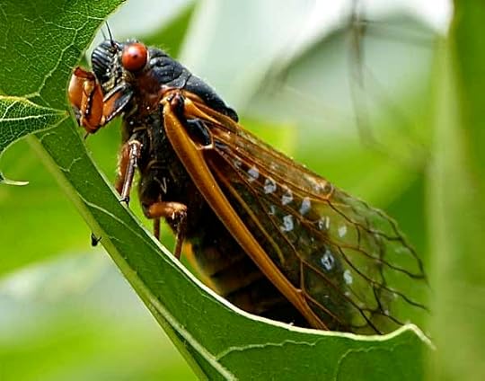 CicadaSideView