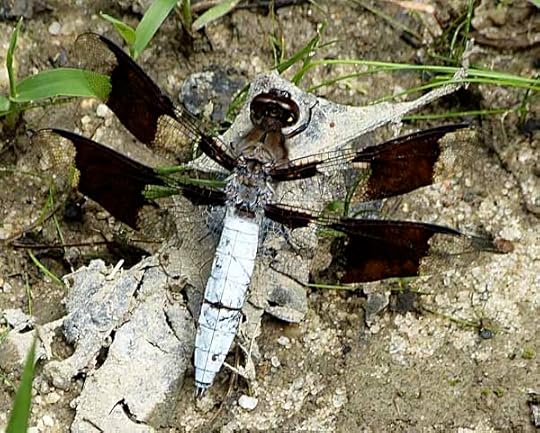 WhitetailDragonfly