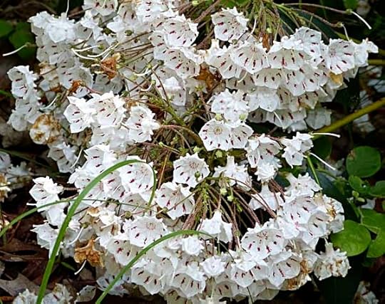MountainLaurel