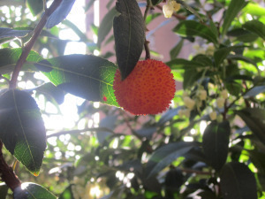 The fruit of the strawberry tree, Arbutus unedo.