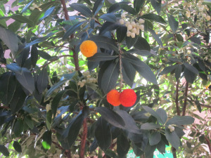 Flowers, ripe and unripe fruits of the strawberry tree, Arbutus unedo.