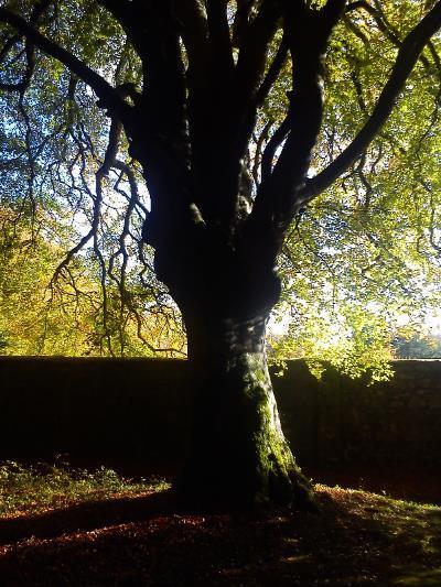 Coole_park_310a20a