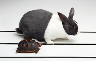 tortoiseandhare