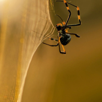 spider_golden_orb_72404464