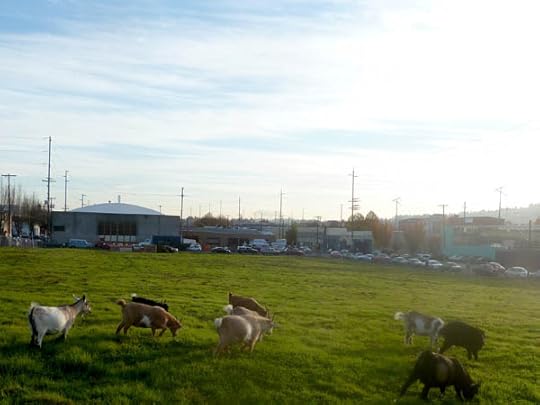 urban-goats