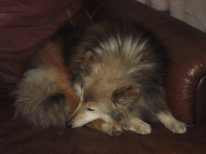 Teddy 1