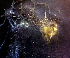 The memory of fireflies, Ink on paper. © Quinn McDonald