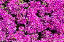 Flowers in the Tankwa Karoo National Park