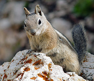 Golden-mantled Ground Squirrel (Spermophilus l...