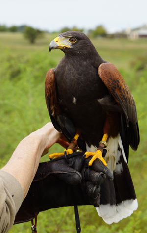 harris hawk on fist