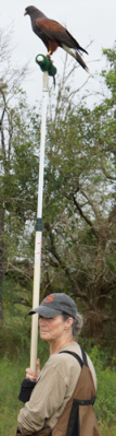 hawking t perch
