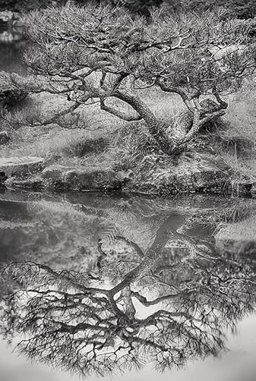 Tree and Reflection © Harold Davi