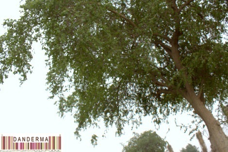 alpitp-005
