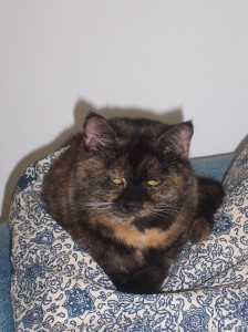 Conscious Cat Sunday: the culture of fear
