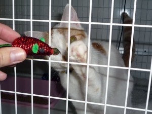 bring Christmas joy to shelter cats