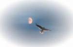 hawkthroughfire1