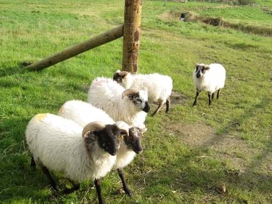 01-Boreray-boys_3818