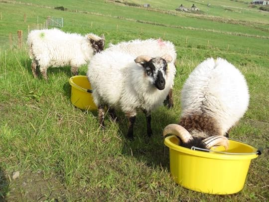 02-Boreray-boys_3836