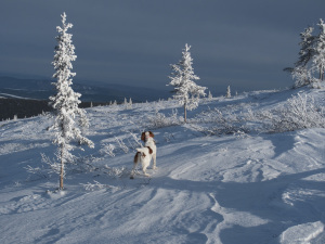 McCann's dog, Charlie, pointing willow Ptarmigan in Interior Alaska.