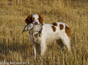 Charlie with a plump Alaska sharptail. 