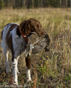 Rudy, the new kid on the block, retrieves a sharptail. 