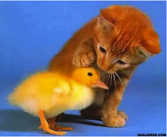 kitten duck