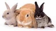 Small_Animals