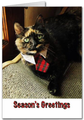 Tortie Seasons Greetings Card, featuring Binga